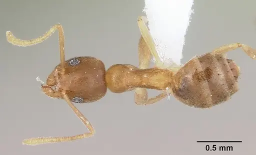 Technomyrmex fisheri specimen CASENT0435387 image casent0435387_1