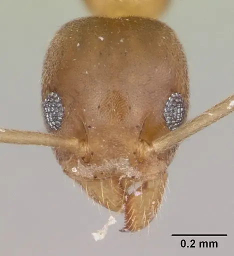 Technomyrmex fisheri specimen CASENT0435387 image casent0435387_2