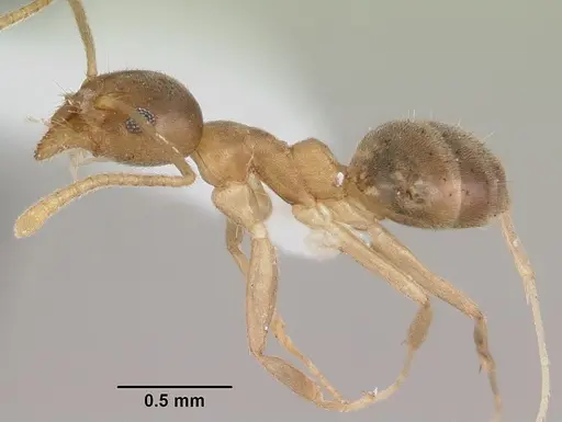 Technomyrmex fisheri specimen CASENT0435387 image casent0435387_3