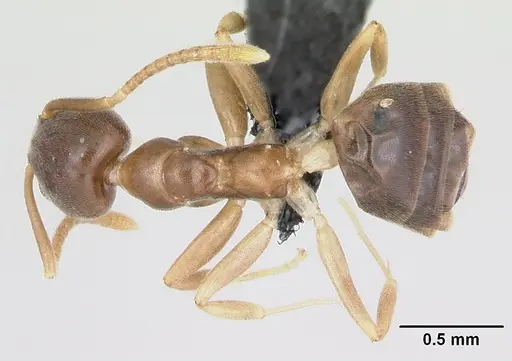 Technomyrmex fisheri specimen CASENT0485349 image casent0485349_1
