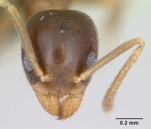 Technomyrmex fisheri specimen CASENT0485349 image casent0485349_2
