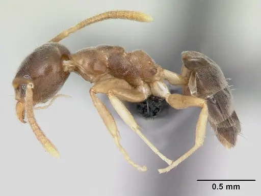 Technomyrmex fisheri specimen CASENT0485349 image casent0485349_3