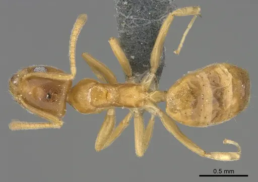 Technomyrmex fisheri specimen CASENT4024431 image casent4024431_1