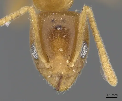 Technomyrmex fisheri specimen CASENT4024431 image casent4024431_2