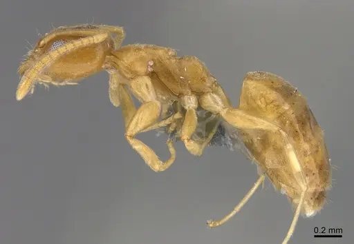 Technomyrmex fisheri specimen CASENT4024431 image casent4024431_3