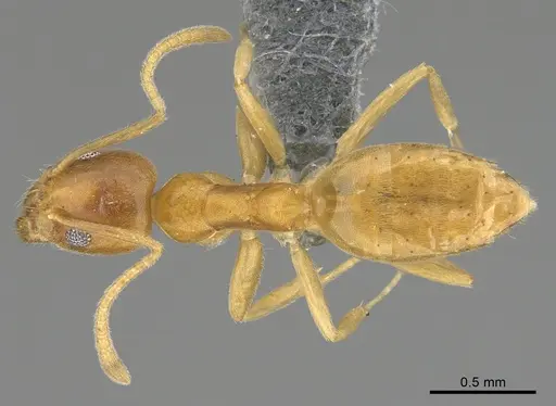 Technomyrmex fisheri specimen CASENT4024434 image casent4024434_1