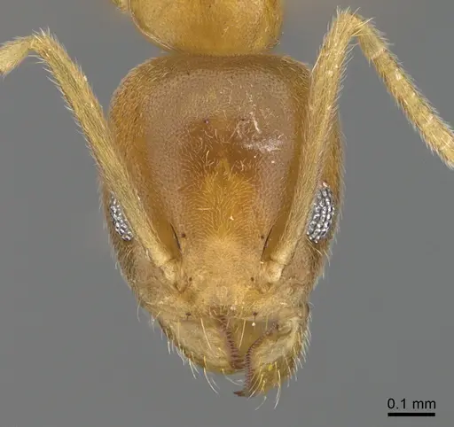 Technomyrmex fisheri specimen CASENT4024434 image casent4024434_2