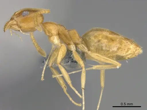 Technomyrmex fisheri specimen CASENT4024434 image casent4024434_3