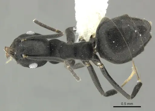 Technomyrmex fornax specimen CASENT0616671 image casent0616671_1