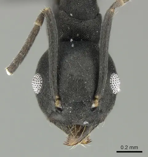Technomyrmex fornax specimen CASENT0616671 image casent0616671_2