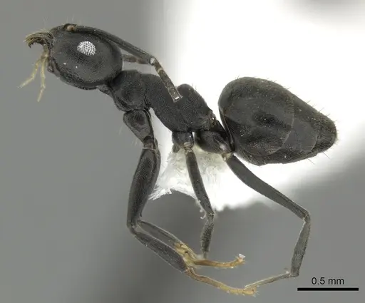 Technomyrmex fornax specimen CASENT0616671 image casent0616671_3