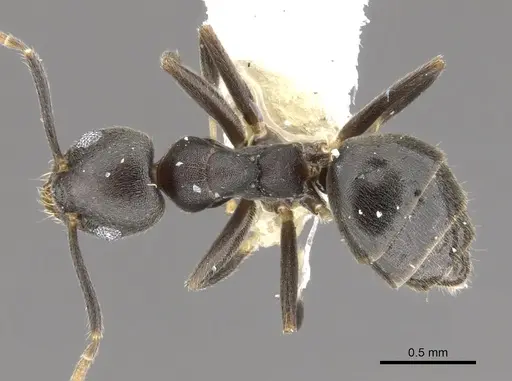 Technomyrmex fornax specimen CASENT0903041 image casent0903041_1