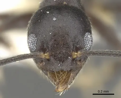 Technomyrmex fornax specimen CASENT0903041 image casent0903041_2