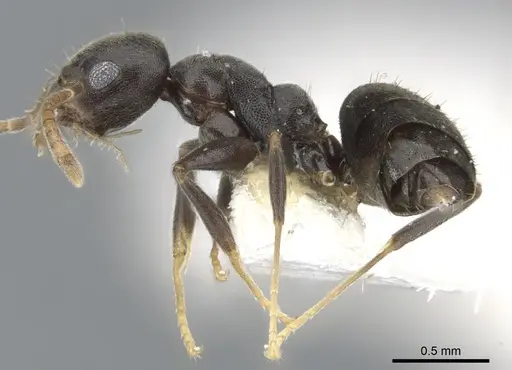 Technomyrmex fornax specimen CASENT0903041 image casent0903041_3