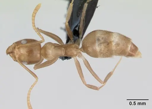 Technomyrmex fulvus specimen CASENT0173587 image casent0173587_1
