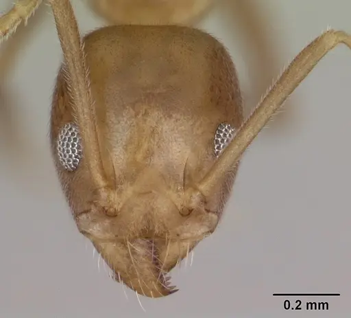 Technomyrmex fulvus specimen CASENT0173587 image casent0173587_2