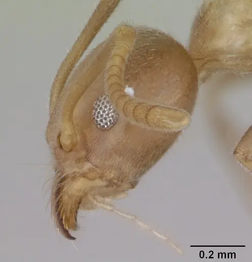 Technomyrmex fulvus specimen CASENT0173587 image casent0173587_3
