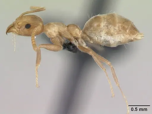 Technomyrmex fulvus specimen CASENT0173587 image casent0173587_4