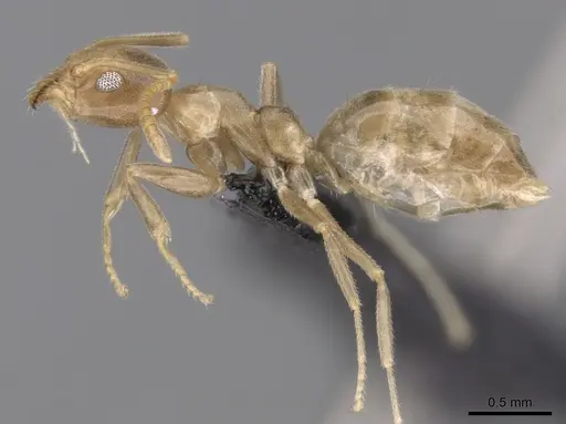 Technomyrmex fulvus specimen CASENT0173587 image casent0173587_5