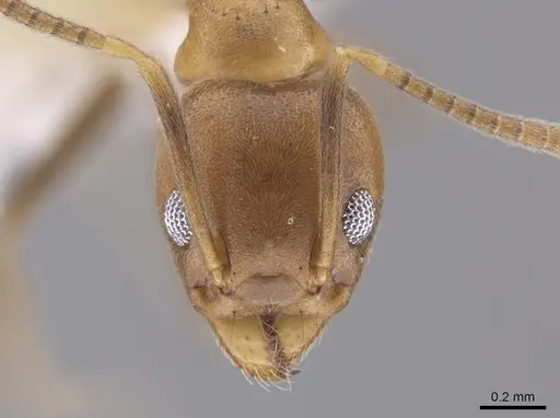 Technomyrmex fulvus specimen CASENT0648683 image casent0648683_1