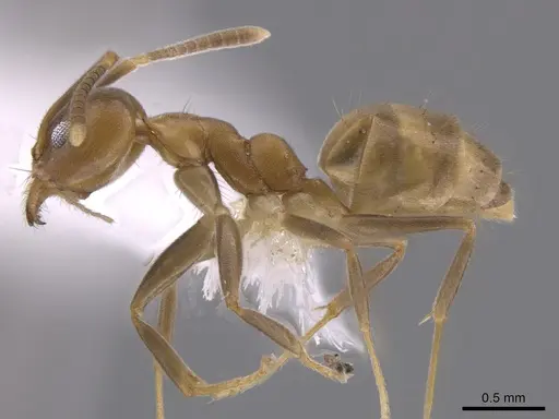 Technomyrmex fulvus specimen CASENT0648683 image casent0648683_2