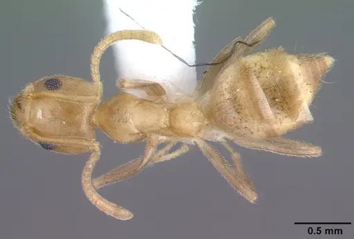 Technomyrmex fulvus specimen PSW3348-12 image psw3348-12_1