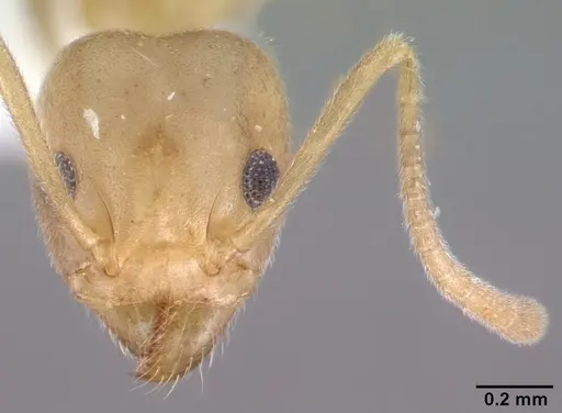 Technomyrmex fulvus specimen PSW3348-12 image psw3348-12_2