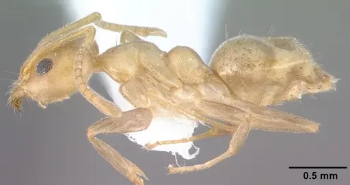 Technomyrmex fulvus specimen PSW3348-12 image psw3348-12_3