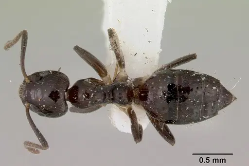 Technomyrmex furens specimen CASENT0172029 image casent0172029_1