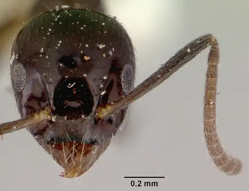 Technomyrmex furens specimen CASENT0172029 image casent0172029_2
