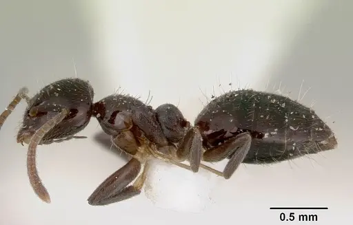 Technomyrmex furens specimen CASENT0172029 image casent0172029_3