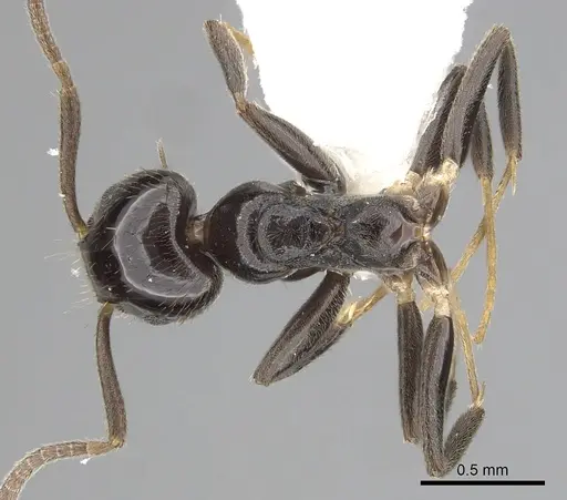 Technomyrmex furens specimen CASENT0249784 image casent0249784_1