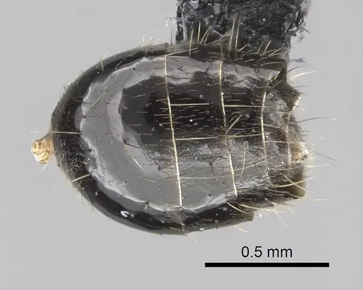 Technomyrmex furens specimen CASENT0249784 image casent0249784_2