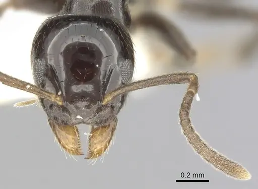 Technomyrmex furens specimen CASENT0249784 image casent0249784_3