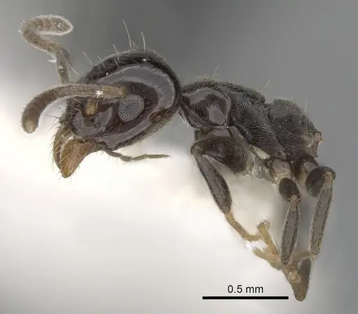 Technomyrmex furens specimen CASENT0249784 image casent0249784_4