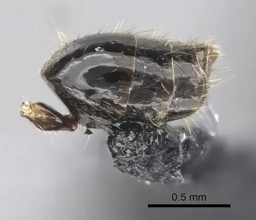 Technomyrmex furens specimen CASENT0249784 image casent0249784_5