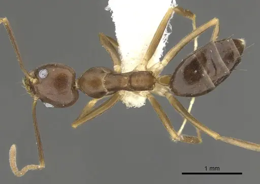 Technomyrmex gaudens specimen CASENT0903043 image casent0903043_1