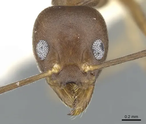 Technomyrmex gaudens specimen CASENT0903043 image casent0903043_2