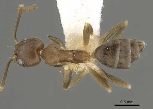 Technomyrmex gibbosus specimen CASENT0280683 image casent0280683_1