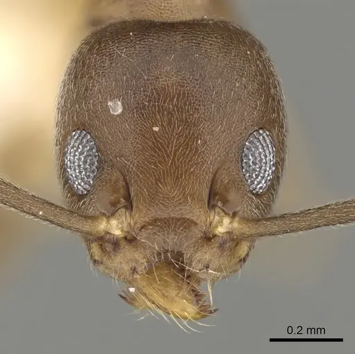 Technomyrmex gibbosus specimen CASENT0280683 image casent0280683_2