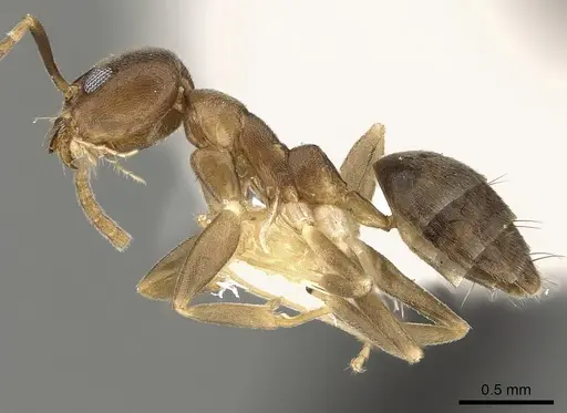 Technomyrmex gibbosus specimen CASENT0280683 image casent0280683_3