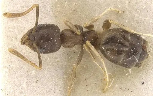Technomyrmex gibbosus specimen CASENT0909797 image casent0909797_1