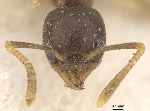Technomyrmex gibbosus specimen CASENT0909797 image casent0909797_2