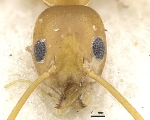 Technomyrmex gilvus specimen CASENT0903047 image casent0903047_3