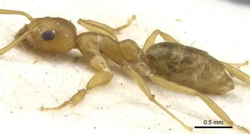 Technomyrmex gilvus specimen CASENT0903047 image casent0903047_4