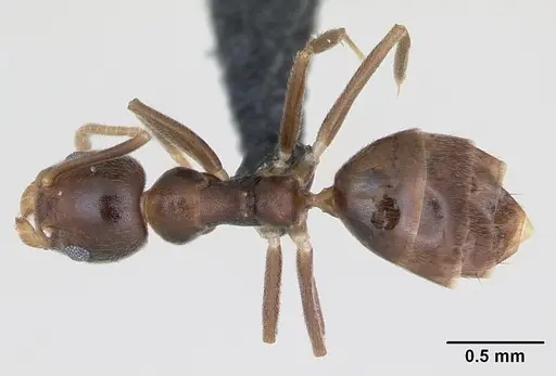 Technomyrmex gorgona specimen CASENT0173586 image casent0173586_1