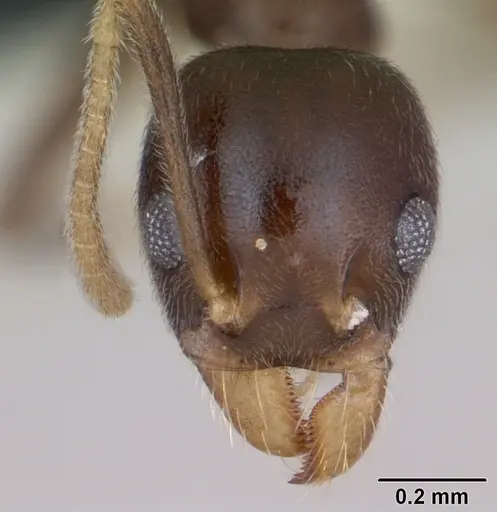 Technomyrmex gorgona specimen CASENT0173586 image casent0173586_2