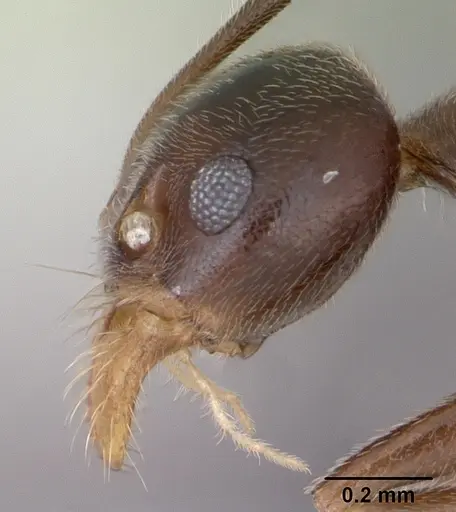 Technomyrmex gorgona specimen CASENT0173586 image casent0173586_3