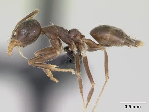Technomyrmex gorgona specimen CASENT0173586 image casent0173586_4