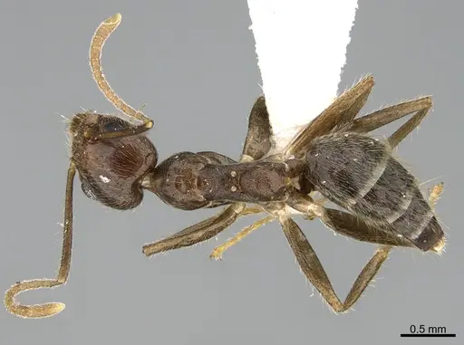 Technomyrmex grandis specimen CASENT0217457 image casent0217457_1